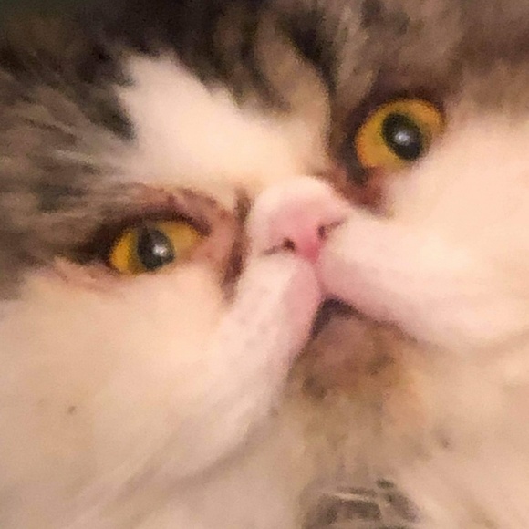 Meet your Posher, Serena - Picture 1 of 1